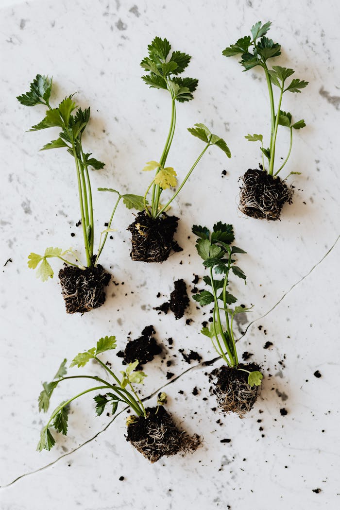 Overhead view of fresh herb seedlings with soil on a marble surface. Ideal for gardening and botany themes.