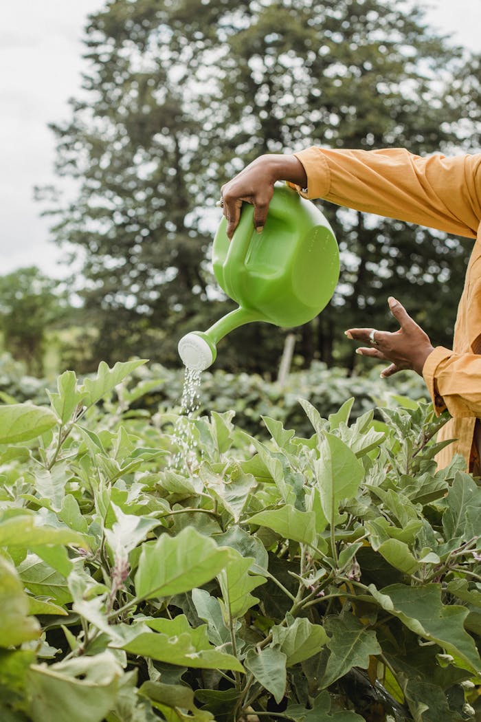Person watering green plants with vibrant green watering can outdoors.